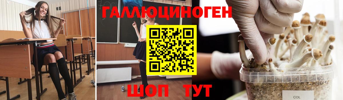 Псилоцибиновые грибы Psilocybine cubensis  Знаменск  Псилоцибиновые грибы мицелий 